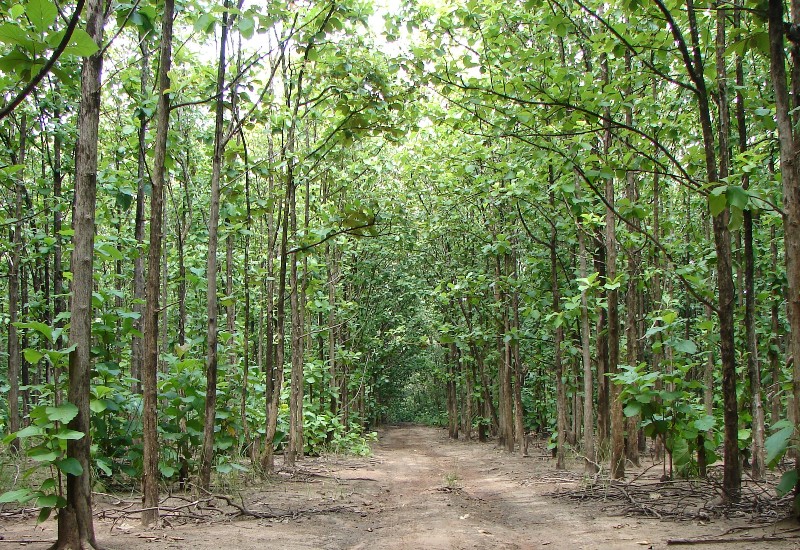 MoRTH pays Rs963.23 crore for reforestation - Construction Week India